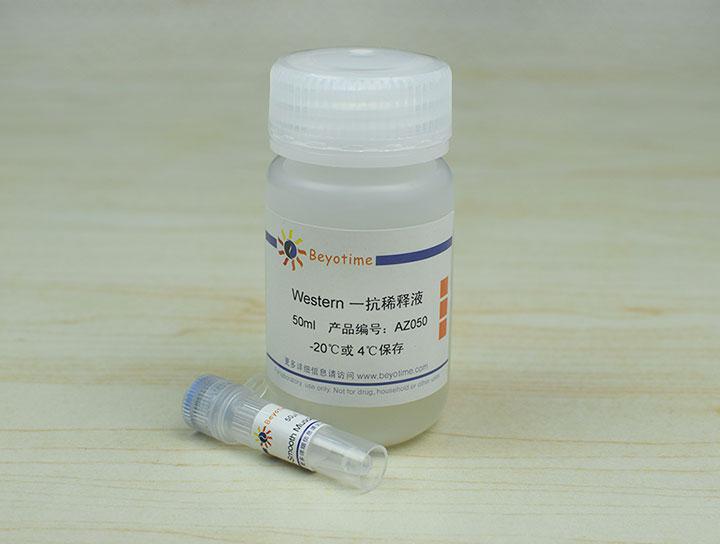 α-Smooth Muscle Actin Rabbit Polyclonal Antibody